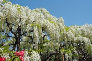 フジ（藤）の花